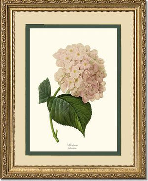 Hydrangea, Hortensia