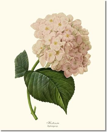 Hydrangea, Hortensia: Vintage Botanical Flower/Floral Wall Art Prints ...