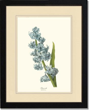 Hyacinth | Flower/Floral Art Print