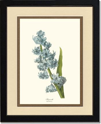 Hyacinth | Flower/Floral Art Print