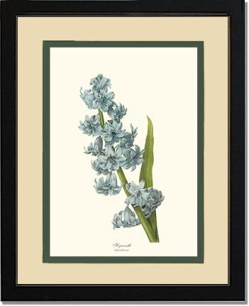 Hyacinth | Flower/Floral Art Print
