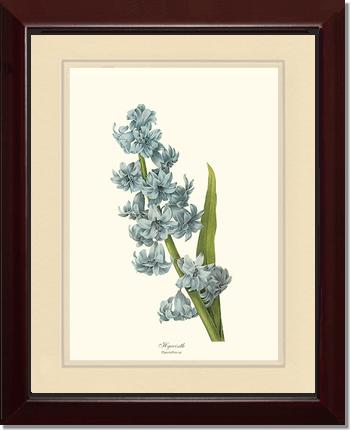 Hyacinth | Flower/Floral Art Print
