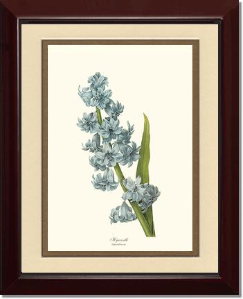 Hyacinth | Flower/Floral Art Print