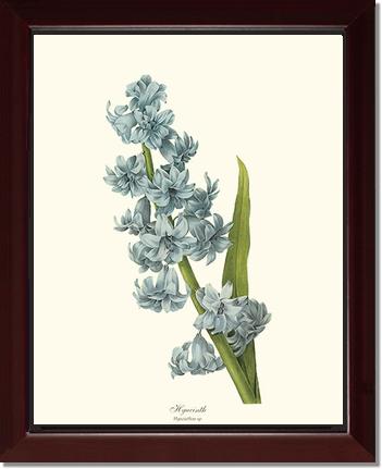 Hyacinth | Flower/Floral Art Print
