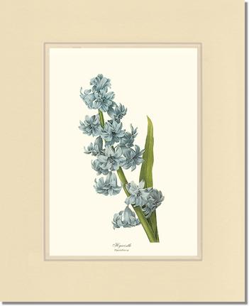 Hyacinth | Flower/Floral Art Print