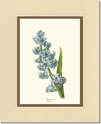 Hyacinth | Flower/Floral Art Print