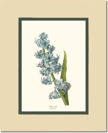 Hyacinth | Flower/Floral Art Print