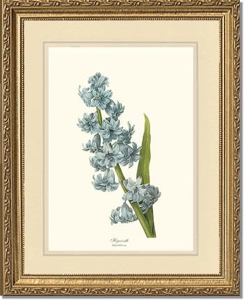 Hyacinth | Flower/Floral Art Print