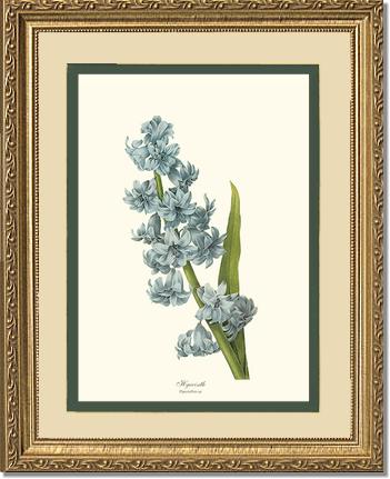 Hyacinth | Flower/Floral Art Print