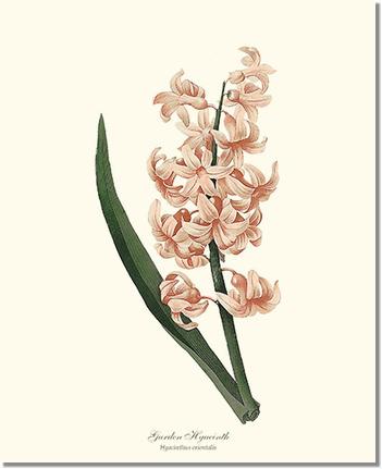 Flower Floral Print: Hyacinth, Garden