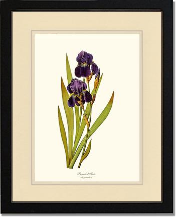 Iris, Bearded | Flower/Floral Art Print