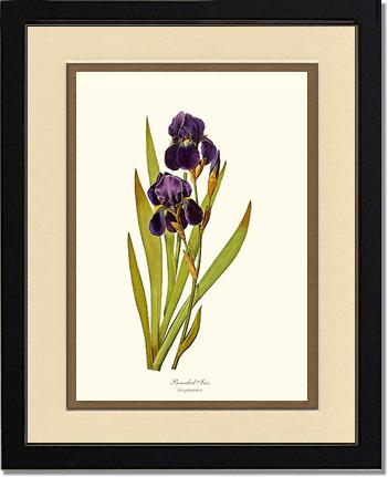 Iris, Bearded | Flower/Floral Art Print