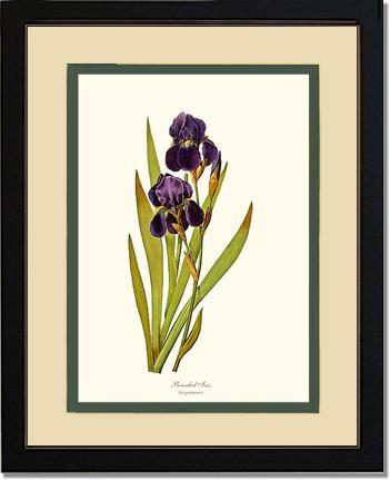 Iris, Bearded | Flower/Floral Art Print