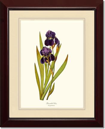 Iris, Bearded | Flower/Floral Art Print