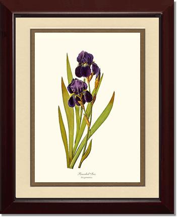 Iris, Bearded | Flower/Floral Art Print