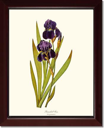 Iris, Bearded | Flower/Floral Art Print