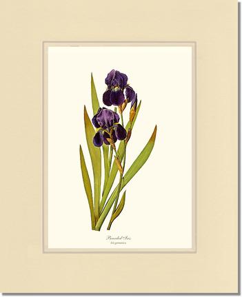 Iris, Bearded | Flower/Floral Art Print