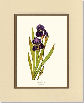Iris, Bearded | Flower/Floral Art Print