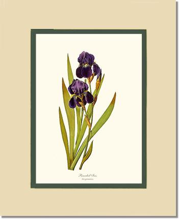 Iris, Bearded | Flower/Floral Art Print