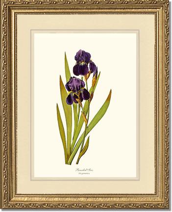 Iris, Bearded | Flower/Floral Art Print