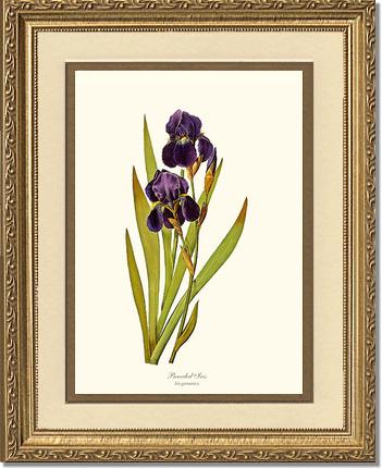 Iris, Bearded | Flower/Floral Art Print
