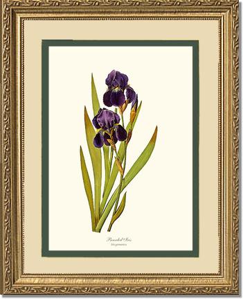 Iris, Bearded | Flower/Floral Art Print