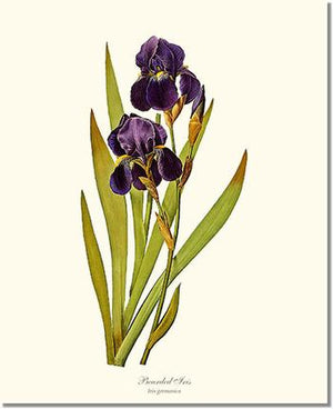 Flower Floral Print: Iris, Bearded