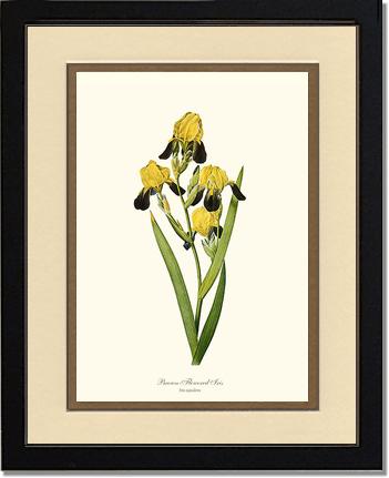 Iris, Brown-flowered | Flower/Floral Art Print