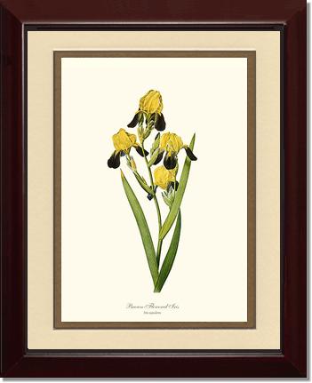 Iris, Brown-flowered | Flower/Floral Art Print