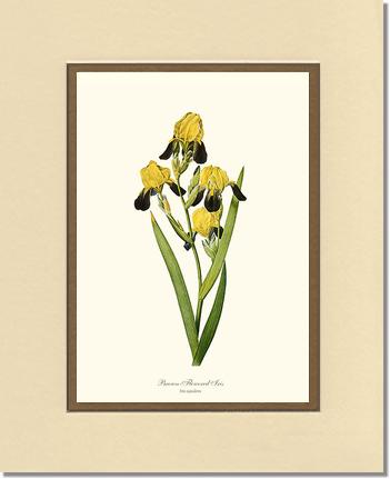 Iris, Brown-flowered | Flower/Floral Art Print