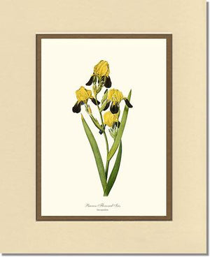 Iris, Brown-flowered