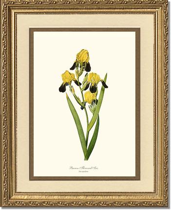 Iris, Brown-flowered | Flower/Floral Art Print
