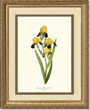 Iris, Brown-flowered