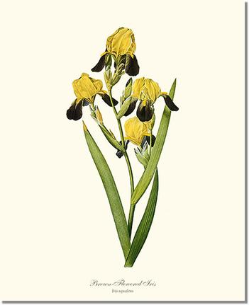 Iris, Brown-flowered | Flower/Floral Art Print