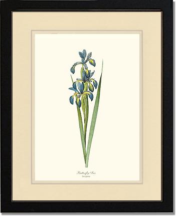 Iris, Butterfly | Flower/Floral Art Print