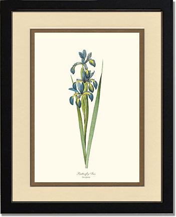 Iris, Butterfly | Flower/Floral Art Print
