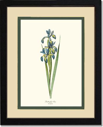 Iris, Butterfly | Flower/Floral Art Print