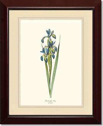 Iris, Butterfly | Flower/Floral Art Print
