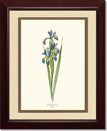 Iris, Butterfly | Flower/Floral Art Print