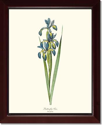 Iris, Butterfly | Flower/Floral Art Print