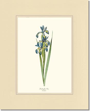 Iris, Butterfly | Flower/Floral Art Print