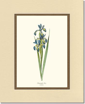 Iris, Butterfly | Flower/Floral Art Print