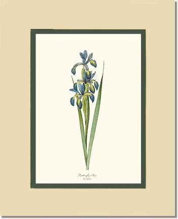 Iris, Butterfly | Flower/Floral Art Print