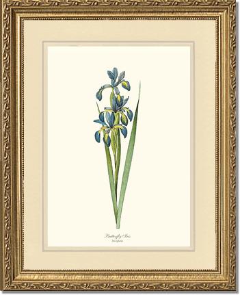 Iris, Butterfly | Flower/Floral Art Print