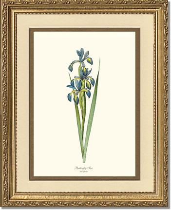 Iris, Butterfly | Flower/Floral Art Print