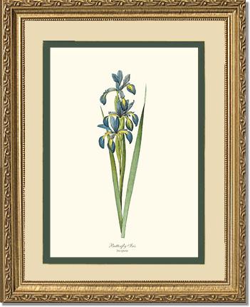 Iris, Butterfly | Flower/Floral Art Print
