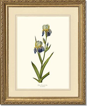 Iris, Elder-scented