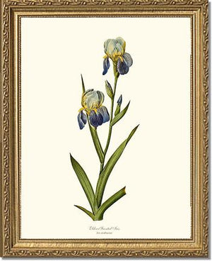 Iris, Elder-scented
