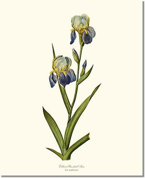 Flower Floral Print: Iris, Elder-scented