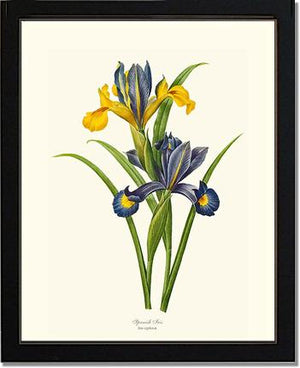 Iris, Spanish